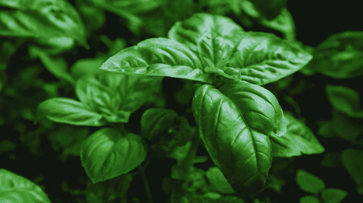Pianta di basilico: perché tutti pensano di saperla coltivare e quasi nessuno ci riesce davvero