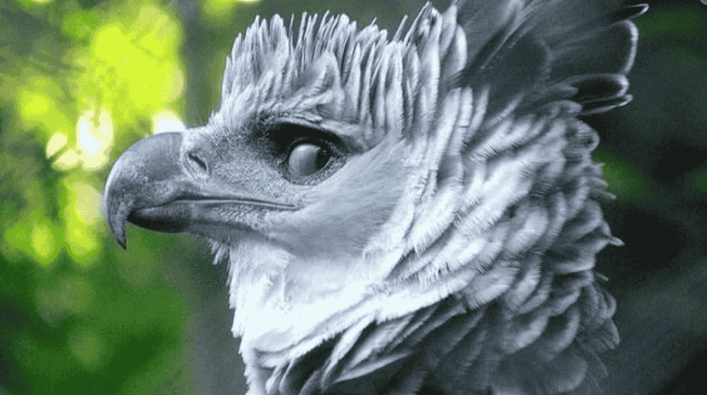 Aquila arpia: il rapace più imponente del mondo raccontato senza miti e senza paura